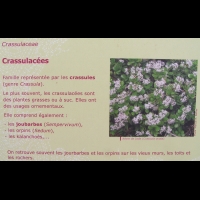 Famille Crassulacees ou Crassulaceae (txt)